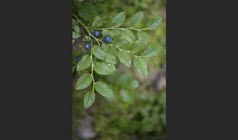 Heidelbeere (Vaccinium myrtillus)