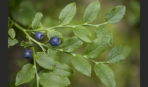 Heidelbeere (Vaccinium myrtillus)