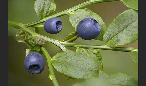 Heidelbeere (Vaccinium myrtillus)