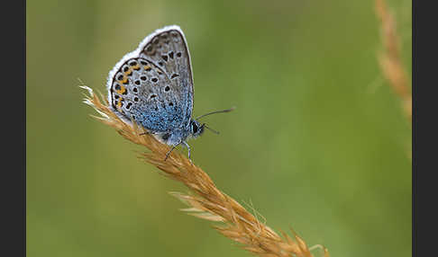 Argus-Bläuling (Plebeius argus)