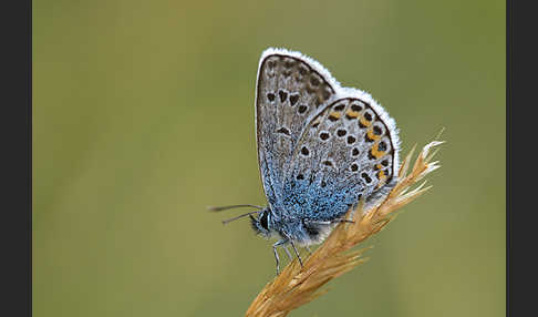 Argus-Bläuling (Plebeius argus)