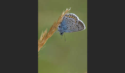 Argus-Bläuling (Plebeius argus)