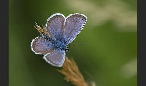 Argus-Bläuling (Plebeius argus)