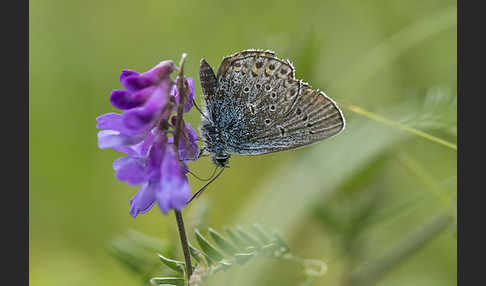 Gemeiner Bläuling (Polyommatus icarus)