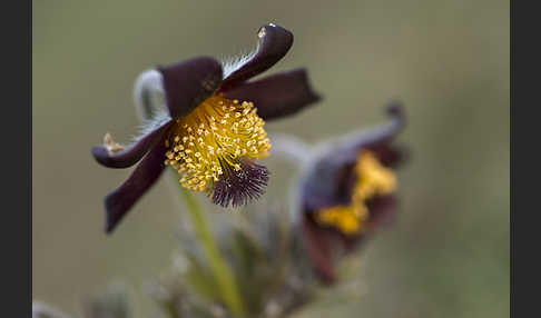 Wiesen-Kuhschelle (Pulsatilla pratensis)