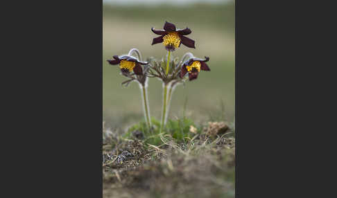 Wiesen-Kuhschelle (Pulsatilla pratensis)