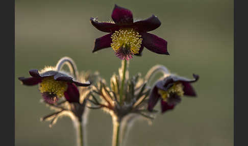 Wiesen-Kuhschelle (Pulsatilla pratensis)