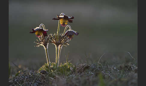 Wiesen-Kuhschelle (Pulsatilla pratensis)