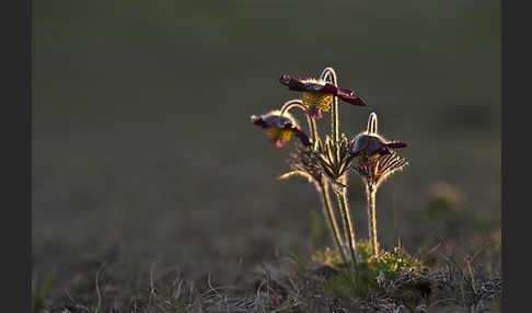 Wiesen-Kuhschelle (Pulsatilla pratensis)