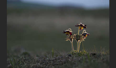 Wiesen-Kuhschelle (Pulsatilla pratensis)