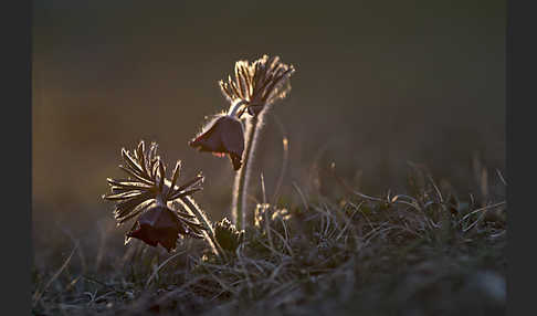 Wiesen-Kuhschelle (Pulsatilla pratensis)