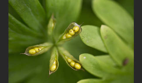 Winterling (Eranthis hyemalis)