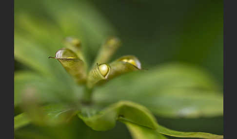 Winterling (Eranthis hyemalis)