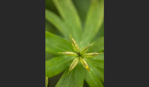 Winterling (Eranthis hyemalis)