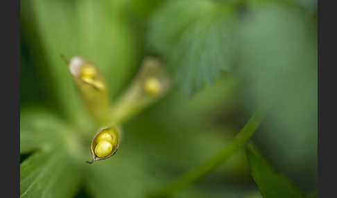 Winterling (Eranthis hyemalis)