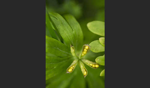 Winterling (Eranthis hyemalis)