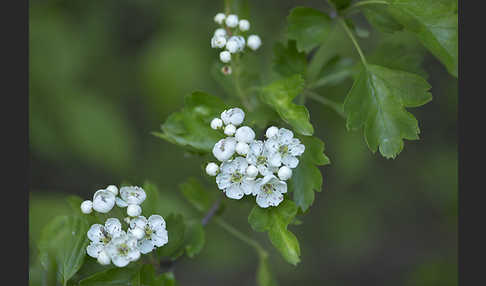 Weißdorn (Crataegus spec.)