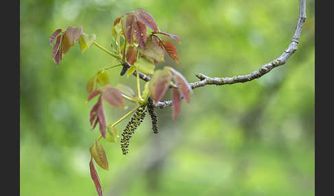 Walnußbaum (Juglans regia)