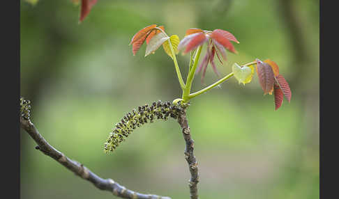 Walnußbaum (Juglans regia)