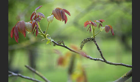 Walnußbaum (Juglans regia)