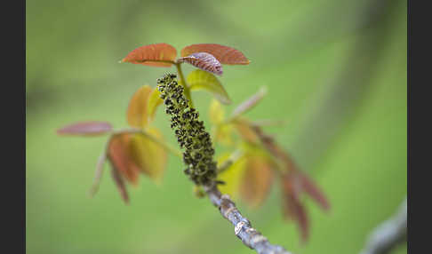 Walnußbaum (Juglans regia)