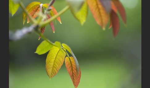 Walnußbaum (Juglans regia)