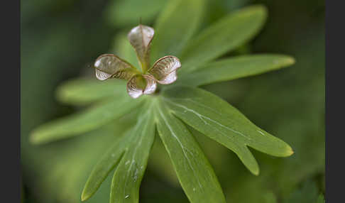 Winterling (Eranthis hyemalis)