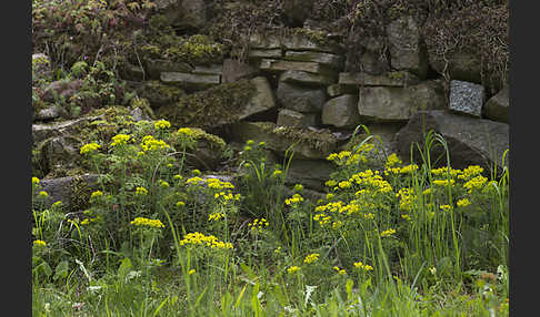 Zypressen-Wolfsmilch (Euphorbia cyparissias)