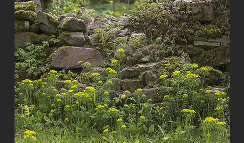 Zypressen-Wolfsmilch (Euphorbia cyparissias)