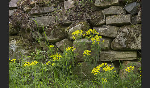 Zypressen-Wolfsmilch (Euphorbia cyparissias)