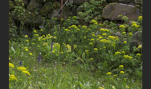 Zypressen-Wolfsmilch (Euphorbia cyparissias)