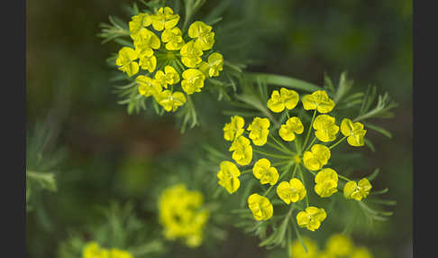 Zypressen-Wolfsmilch (Euphorbia cyparissias)