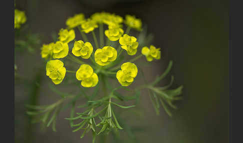 Zypressen-Wolfsmilch (Euphorbia cyparissias)