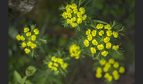 Zypressen-Wolfsmilch (Euphorbia cyparissias)