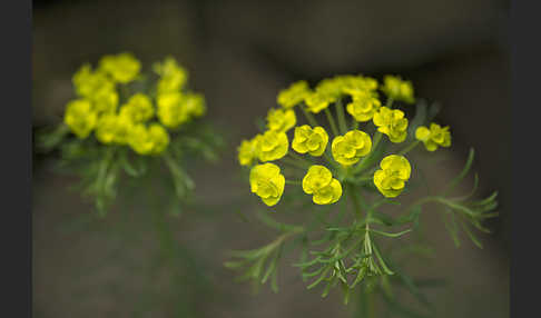 Zypressen-Wolfsmilch (Euphorbia cyparissias)