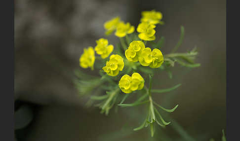 Zypressen-Wolfsmilch (Euphorbia cyparissias)