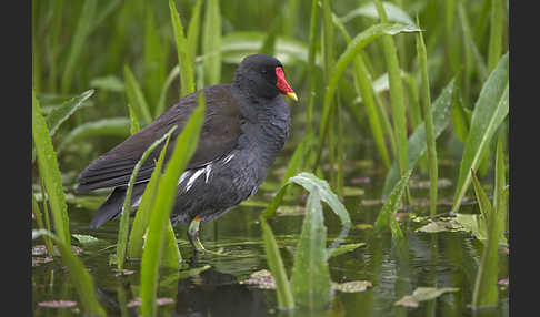 Teichralle (Gallinula chloropus)