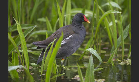 Teichralle (Gallinula chloropus)