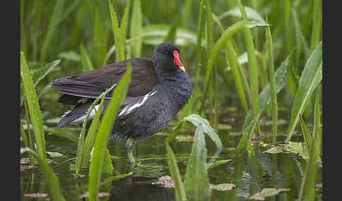 Teichralle (Gallinula chloropus)