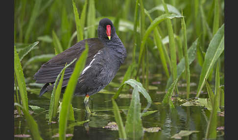 Teichralle (Gallinula chloropus)