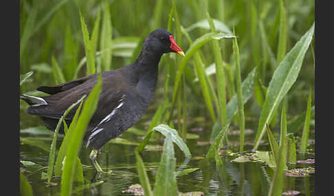 Teichralle (Gallinula chloropus)