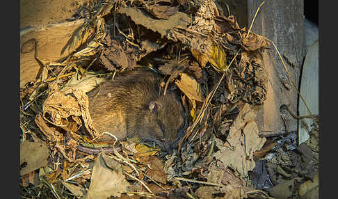 Wanderratte (Rattus norvegicus)