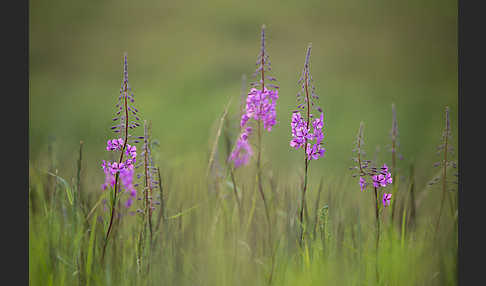 Schmalblättriges Weidenröschen (Epilobium angustifolium)