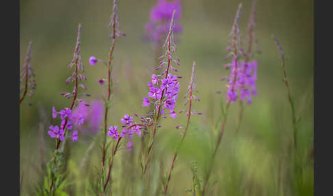 Schmalblättriges Weidenröschen (Epilobium angustifolium)