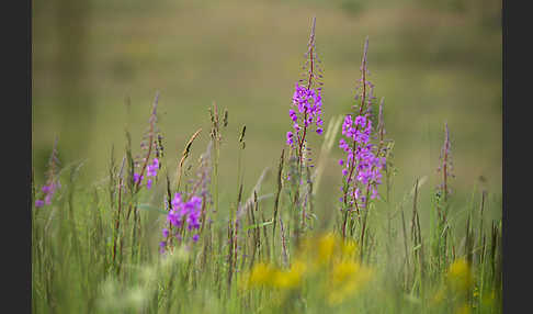 Schmalblättriges Weidenröschen (Epilobium angustifolium)