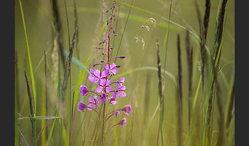 Schmalblättriges Weidenröschen (Epilobium angustifolium)