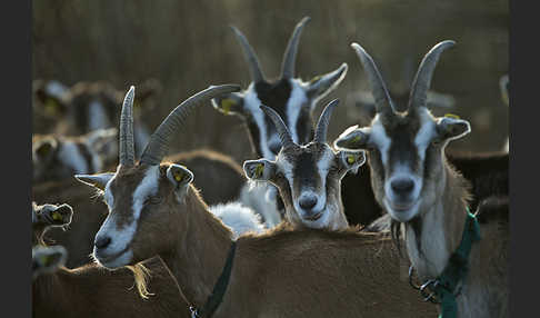 Hausziege (Capra aegagrus hircus)