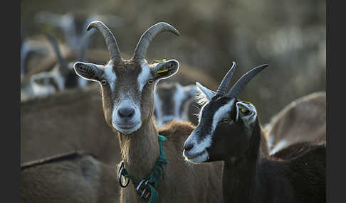 Hausziege (Capra aegagrus hircus)