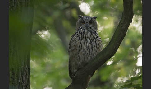 Uhu (Bubo bubo)