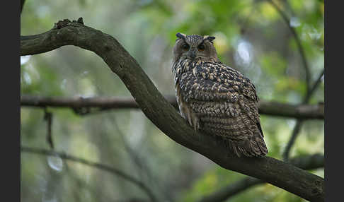 Uhu (Bubo bubo)